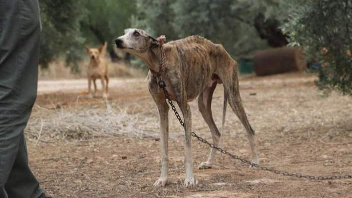  Uno de los animales rescatados en la finca de Cabra 