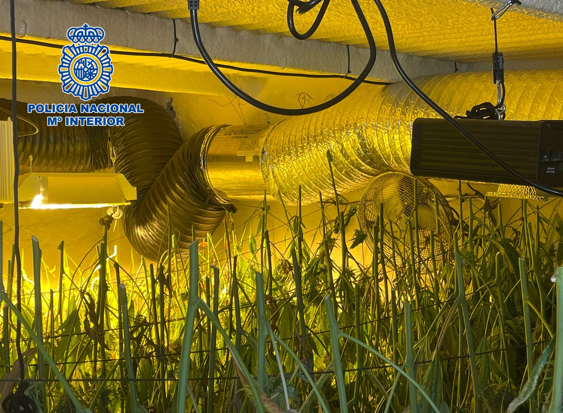 Plantación de marihuana desmantelada en Jauja por la Policía Nacional