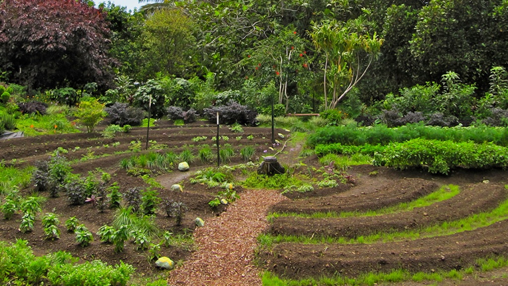 Un cultivo mediante la técnica de la "permacultura"