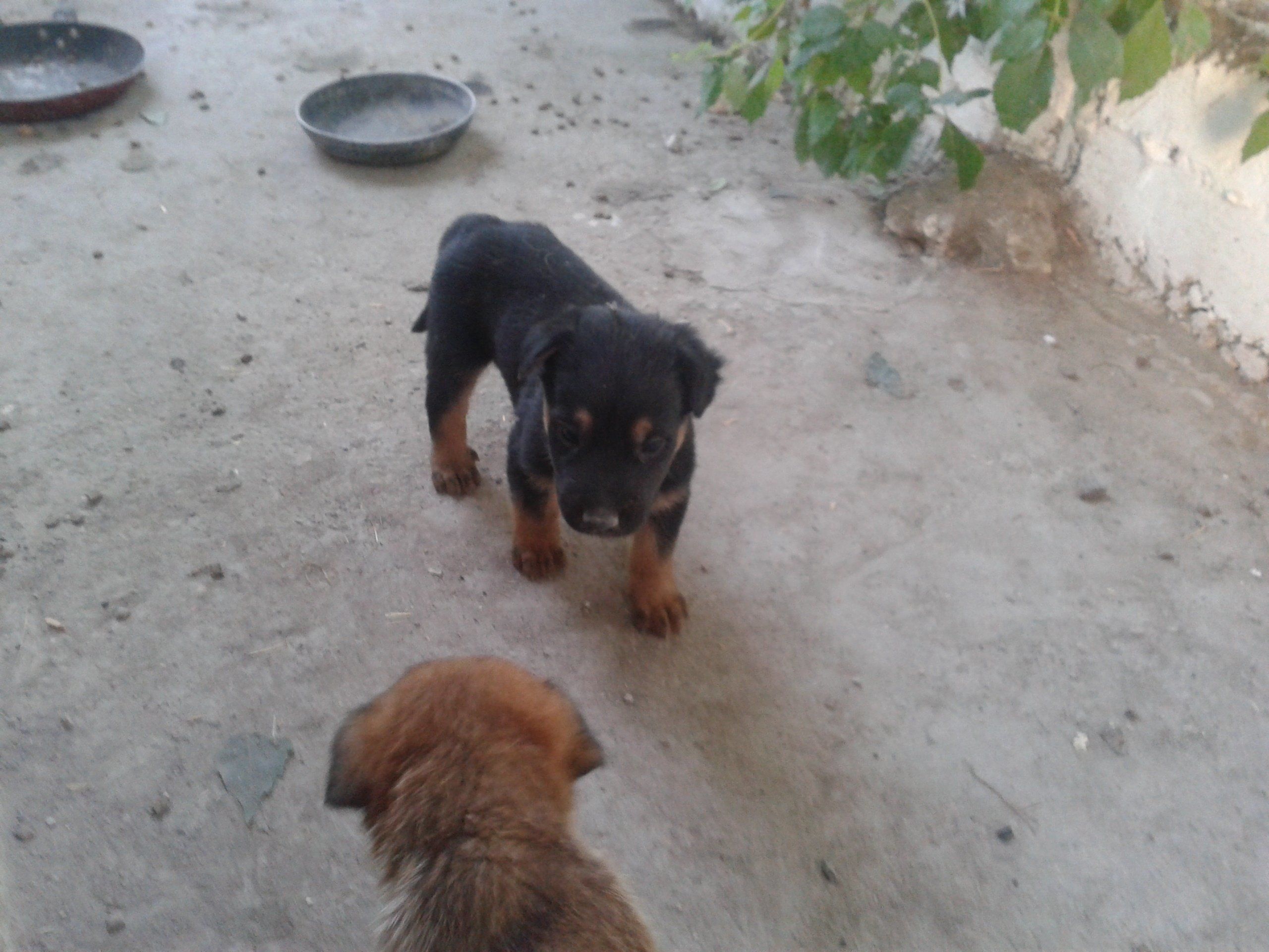  cambio cachorro cruce de pastor alemán con mastin por comida para perros (pienso)tienen un mes y ya comen solos 