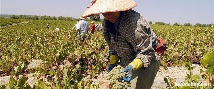 Trabajos de vendimia en el marco de la DOP Montilla-Moriles. Archivo