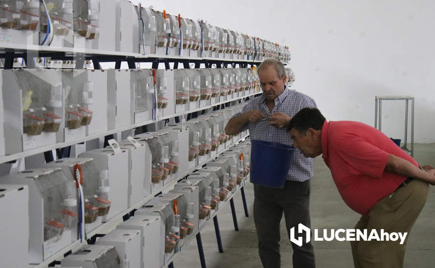 GALERÍA: El XXXVII Concurso Ornitológico 'Ciudad de Lucena' reúne a unos 600 ejemplares de múltiples variedades de canarios GALERÍA: El XXXVII Concurso Ornitológico 'Ciudad de Lucena' reúne a unos 600 ejemplares de múltiples variedades de canarios