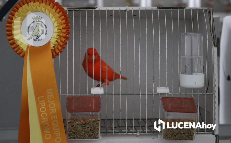 GALERÍA: El XXXVII Concurso Ornitológico 'Ciudad de Lucena' reúne a unos 600 ejemplares de múltiples variedades de canarios GALERÍA: El XXXVII Concurso Ornitológico 'Ciudad de Lucena' reúne a unos 600 ejemplares de múltiples variedades de canarios