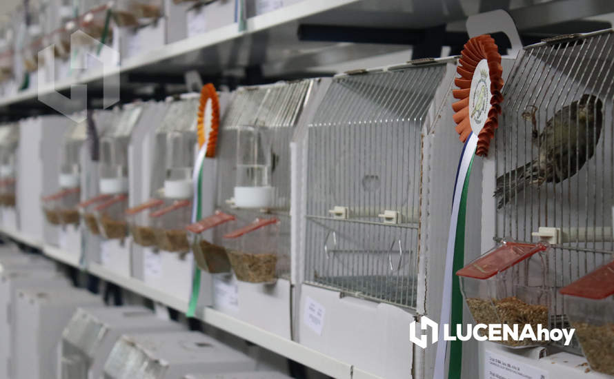 GALERÍA: El XXXVII Concurso Ornitológico 'Ciudad de Lucena' reúne a unos 600 ejemplares de múltiples variedades de canarios GALERÍA: El XXXVII Concurso Ornitológico 'Ciudad de Lucena' reúne a unos 600 ejemplares de múltiples variedades de canarios
