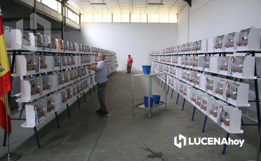 GALERÍA: El XXXVII Concurso Ornitológico 'Ciudad de Lucena' reúne a unos 600 ejemplares de múltiples variedades de canarios GALERÍA: El XXXVII Concurso Ornitológico 'Ciudad de Lucena' reúne a unos 600 ejemplares de múltiples variedades de canarios