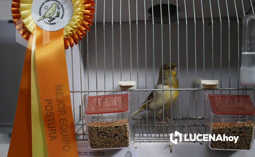 GALERÍA: El XXXVII Concurso Ornitológico 'Ciudad de Lucena' reúne a unos 600 ejemplares de múltiples variedades de canarios GALERÍA: El XXXVII Concurso Ornitológico 'Ciudad de Lucena' reúne a unos 600 ejemplares de múltiples variedades de canarios
