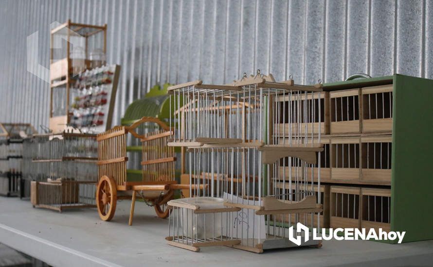 GALERÍA: El XXXVII Concurso Ornitológico 'Ciudad de Lucena' reúne a unos 600 ejemplares de múltiples variedades de canarios GALERÍA: El XXXVII Concurso Ornitológico 'Ciudad de Lucena' reúne a unos 600 ejemplares de múltiples variedades de canarios