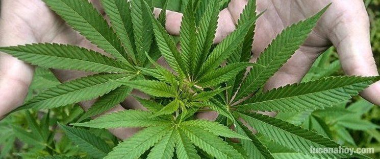  La Guardia civil demantela dos plantaciones de marihuana en 'El Contadero' 