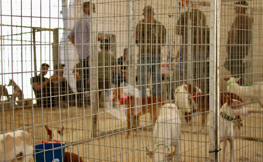 GALERÍA: Buen ambiente en la jornada inaugural de Cazauja, la feria de Caza, Pesca, Turismo y Gastronomía de Jauja GALERÍA: Buen ambiente en la jornada inaugural de Cazauja, la feria de Caza, Pesca, Turismo y Gastronomía de Jauja