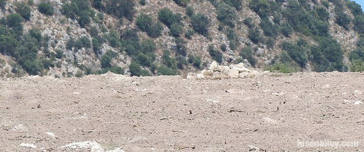  Afloran restos de una villa romana al arrancar olivos en una finca de Campo Aras 