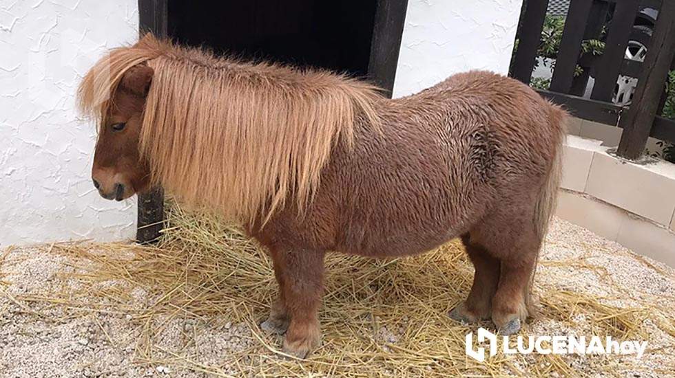  Uno de los animales presentes en el poblado navideño de Lucena 