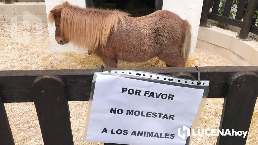  El poni del portal de Belén de la Plaza Nueva 