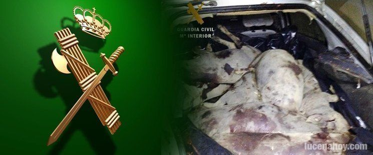  La Guardia Civil detiene a tres vecinos de Lucena por robar 7 cerdos en Badajoz 