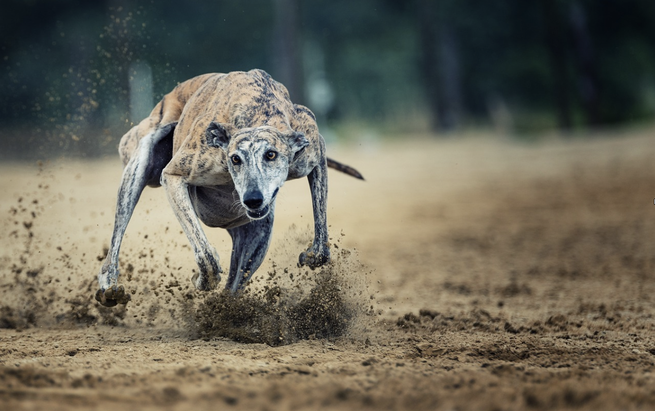 Estas son las razas de perros más rápidas