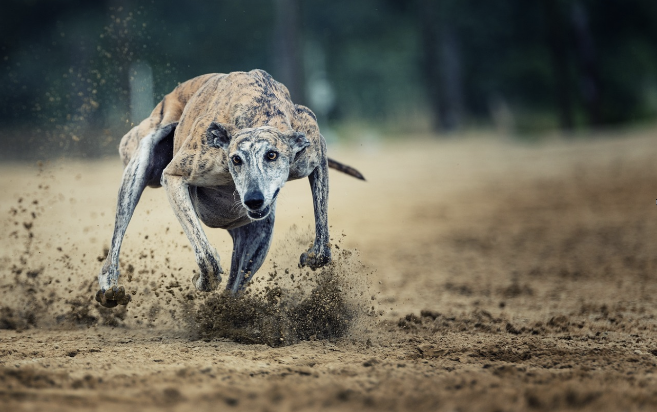 Carreras de galgos en terreno variado