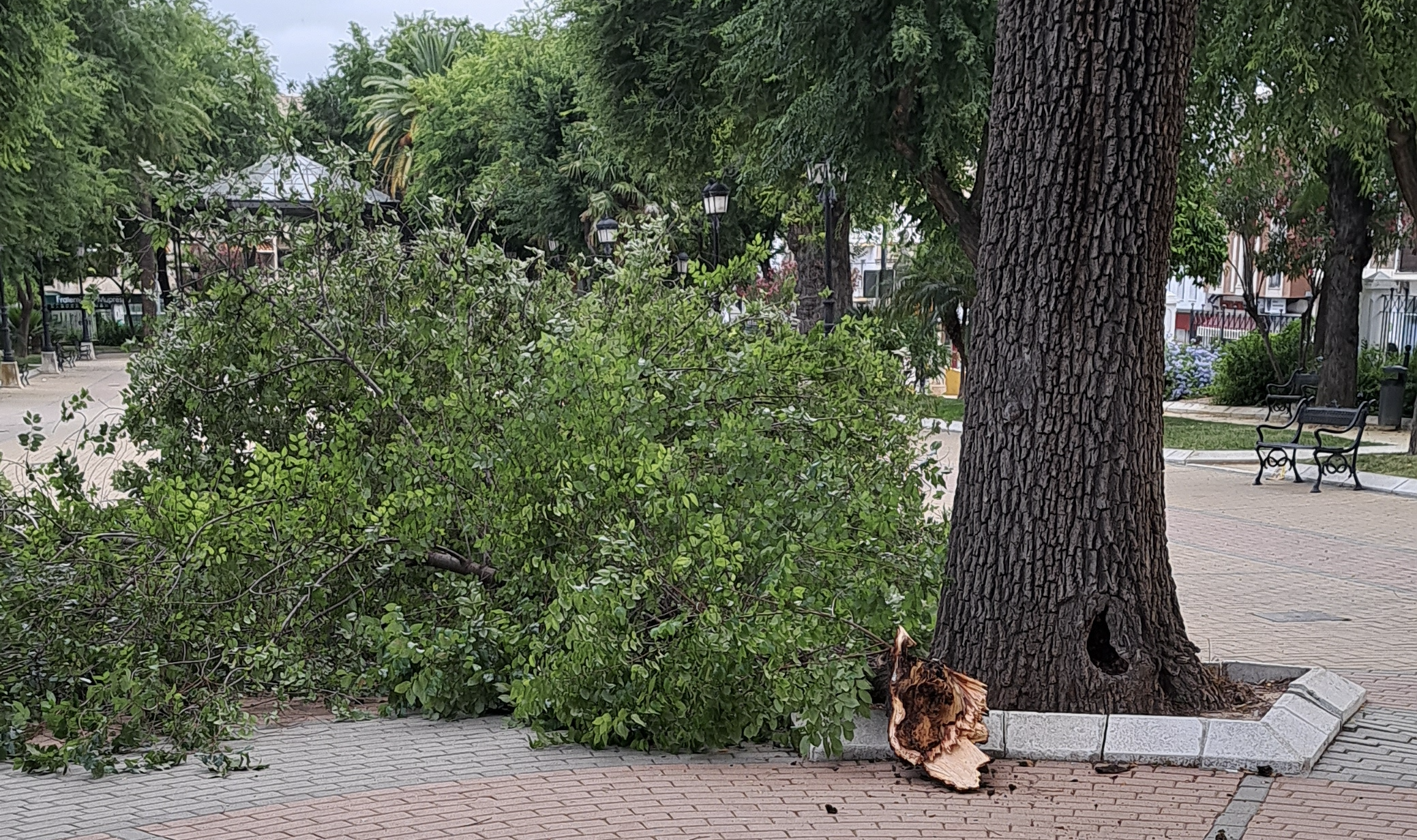 Rama caída en el Paseo de Rojas, una situación que se produce con demasiada frencuencia