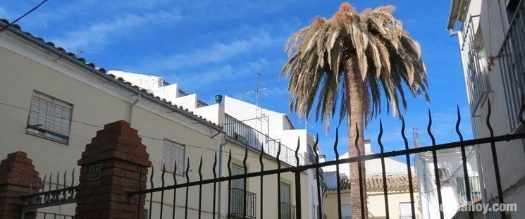  Vecinos del "pabellón" de Huertas piden ayuda municipal para talar su centenaria palmera 