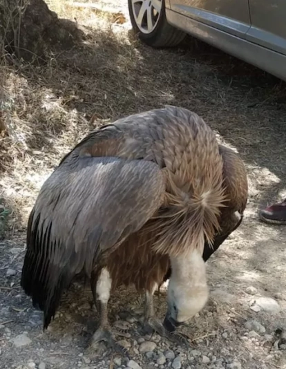 Cría de buitre rescatada