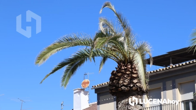 Palmera infestada hace unos años por el picudo rojo que parece estar nuevamente afectada