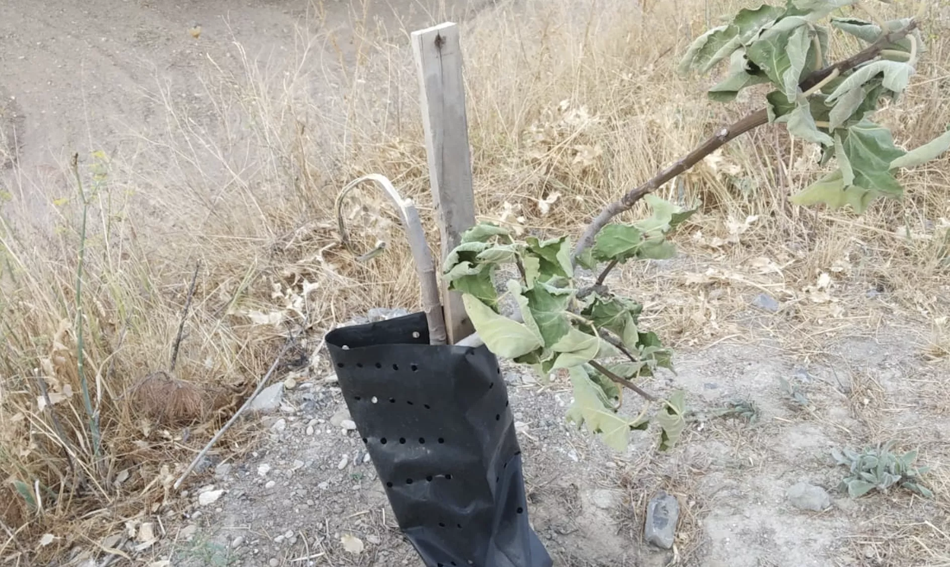 Uno de los árboles partidos en el entorno de la estación de Las Navas