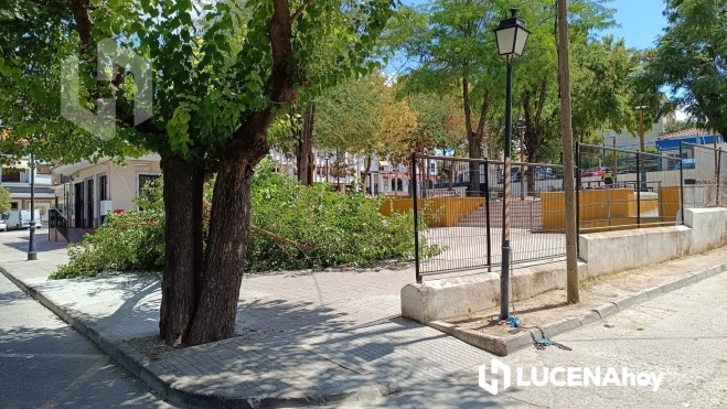 Cae una rama de un arbol junto al centro de salud Lucena I