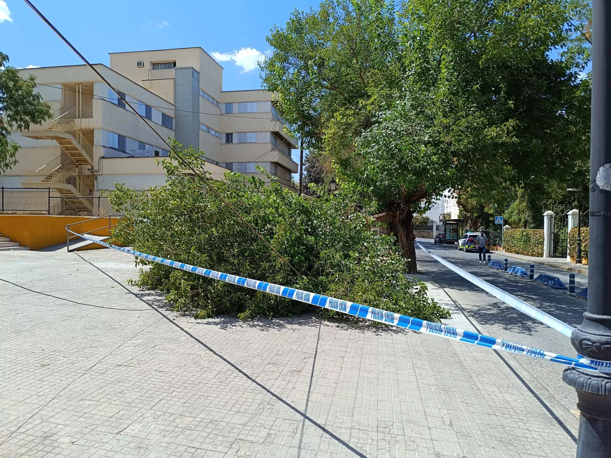 Cae una rama de un arbol junto al centro de salud Lucena I