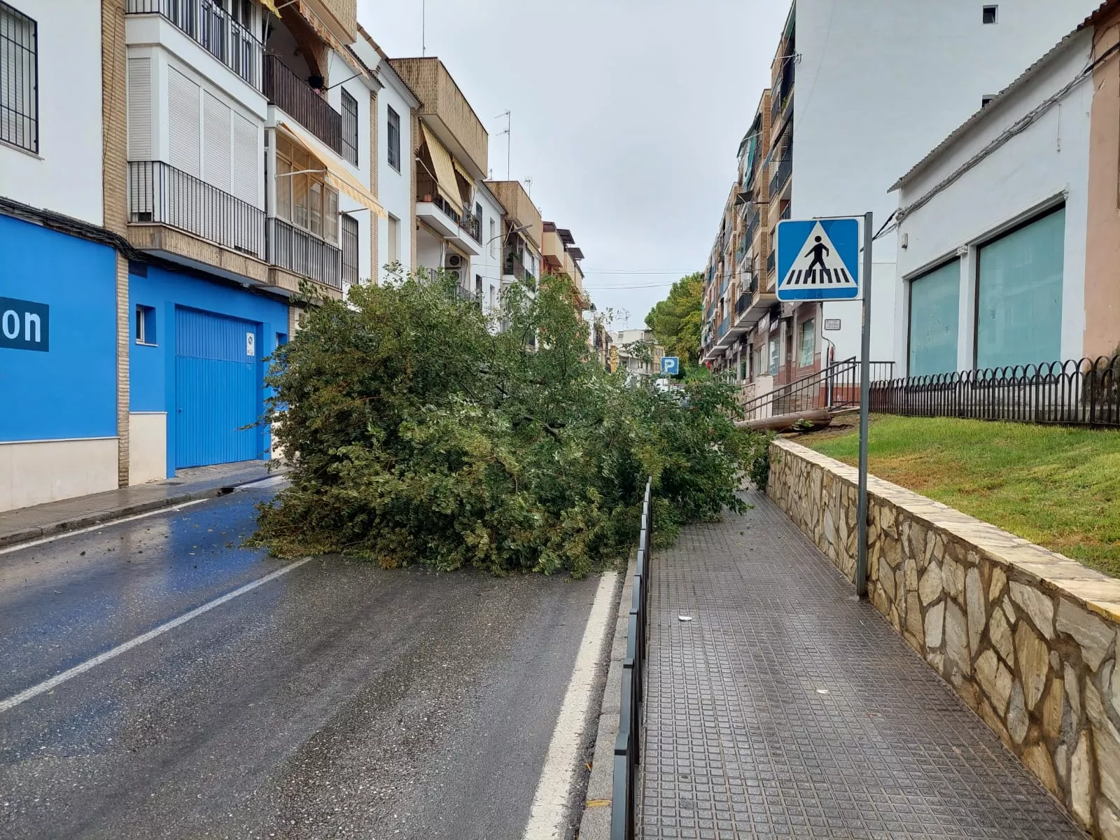 Árbol que ha caído esta tarde en la calle Hoya del Molino