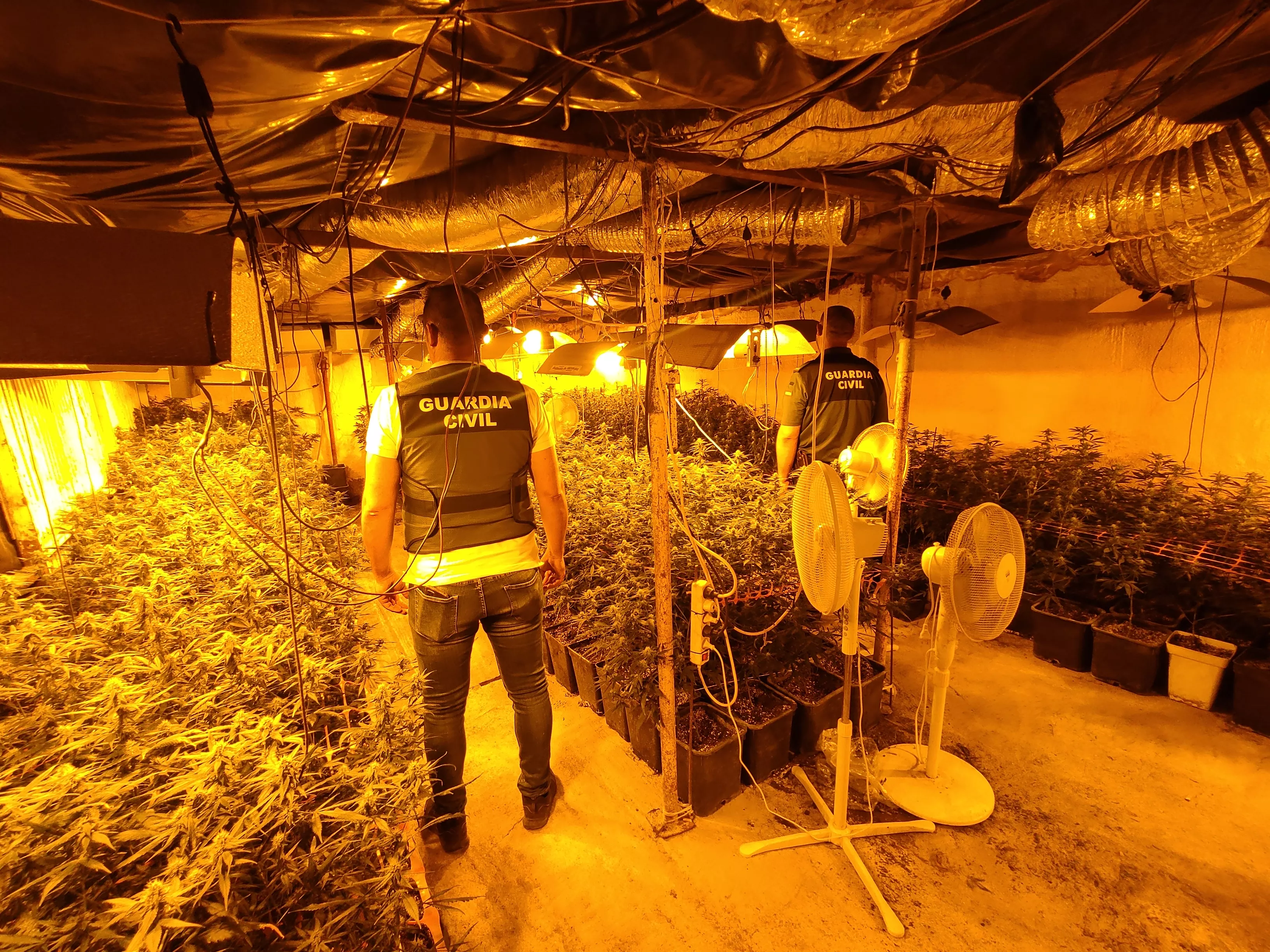 Plantación de marihuana desmantelada en Lucena