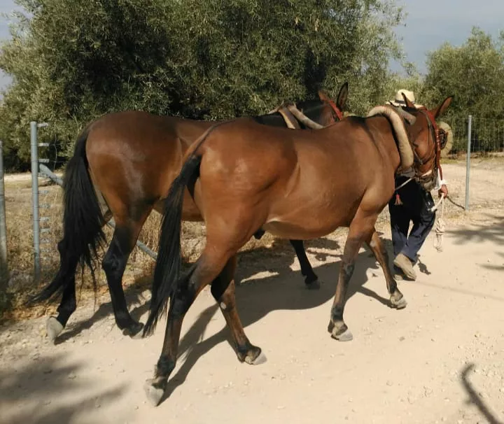 Los dos mulos robados. 