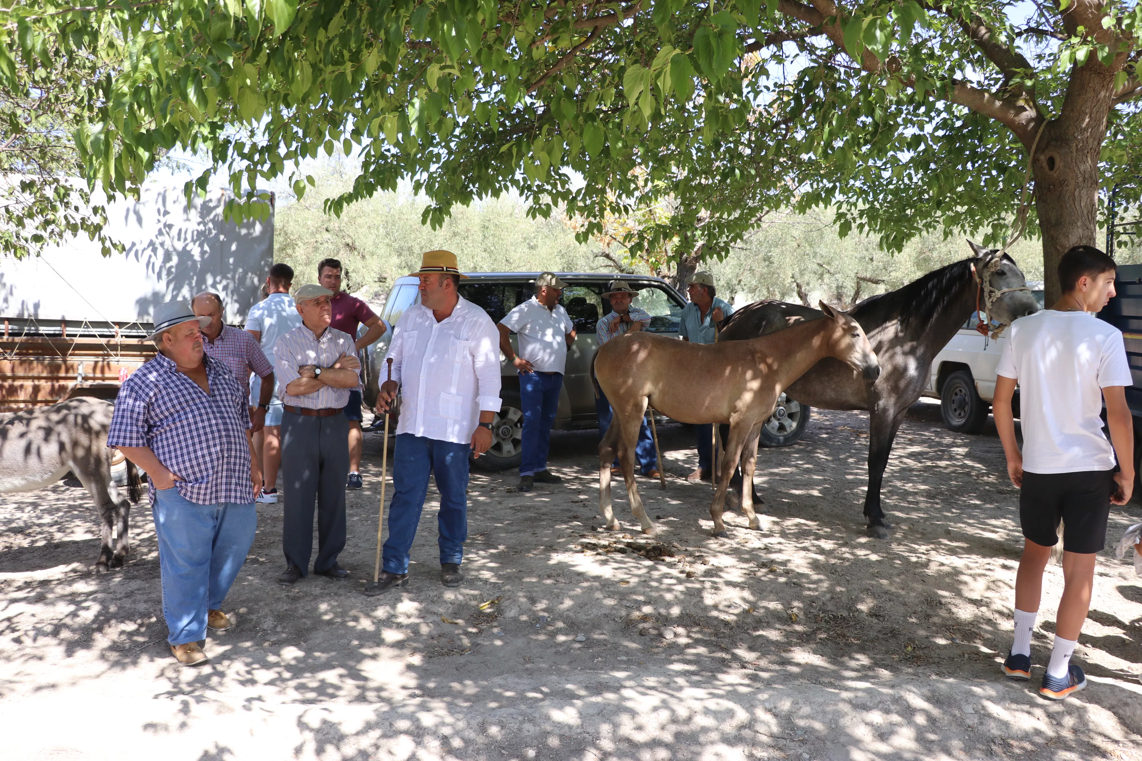Feria del Ganado Tradicional de Lucena