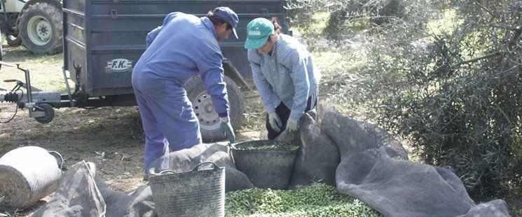  Lucena acumula 334 l/m2 de lluvia, el viento derriba un 40% de aceituna e Iznájar empieza a aliviar 