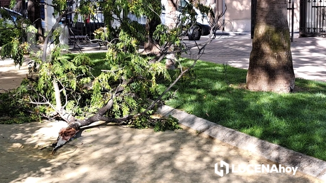 Una nueva rama desprendida de un árbol en el Paseo de Rojas en los últimos días. Foto: Francisco Pérez Una nueva rama desprendida de un árbol en el Paseo de Rojas en los últimos días. Foto: Francisco Pérez