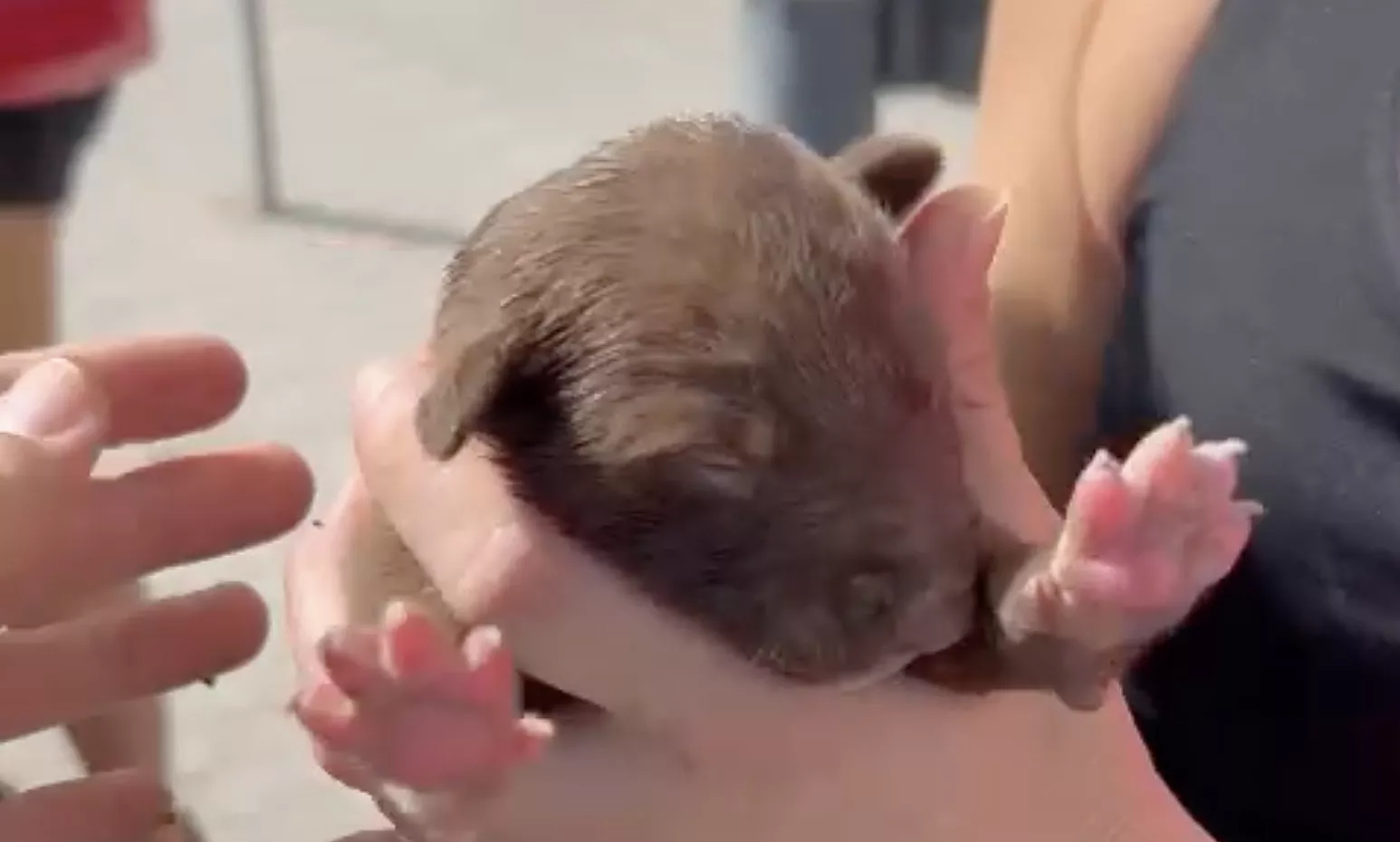 La única cachorrita de la camada que ha logrado sobrevivir