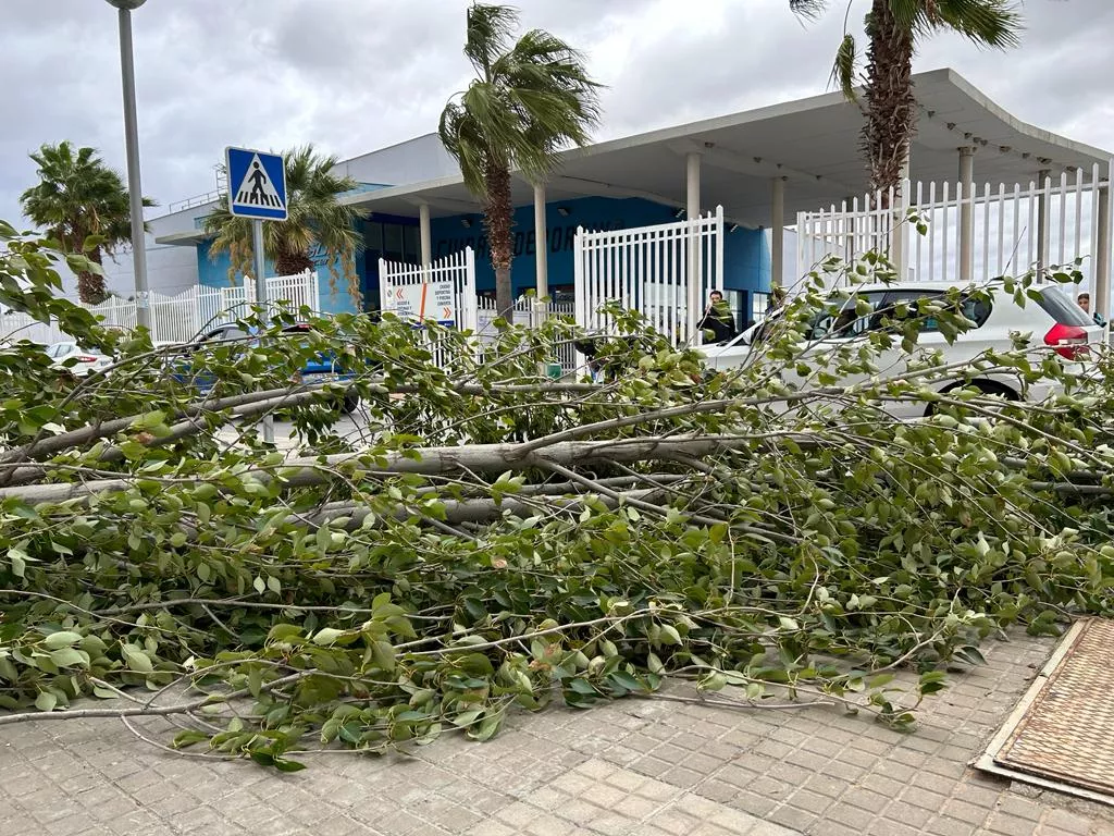 Caída de un árbol a la entrada de la Ciudad Deportiva