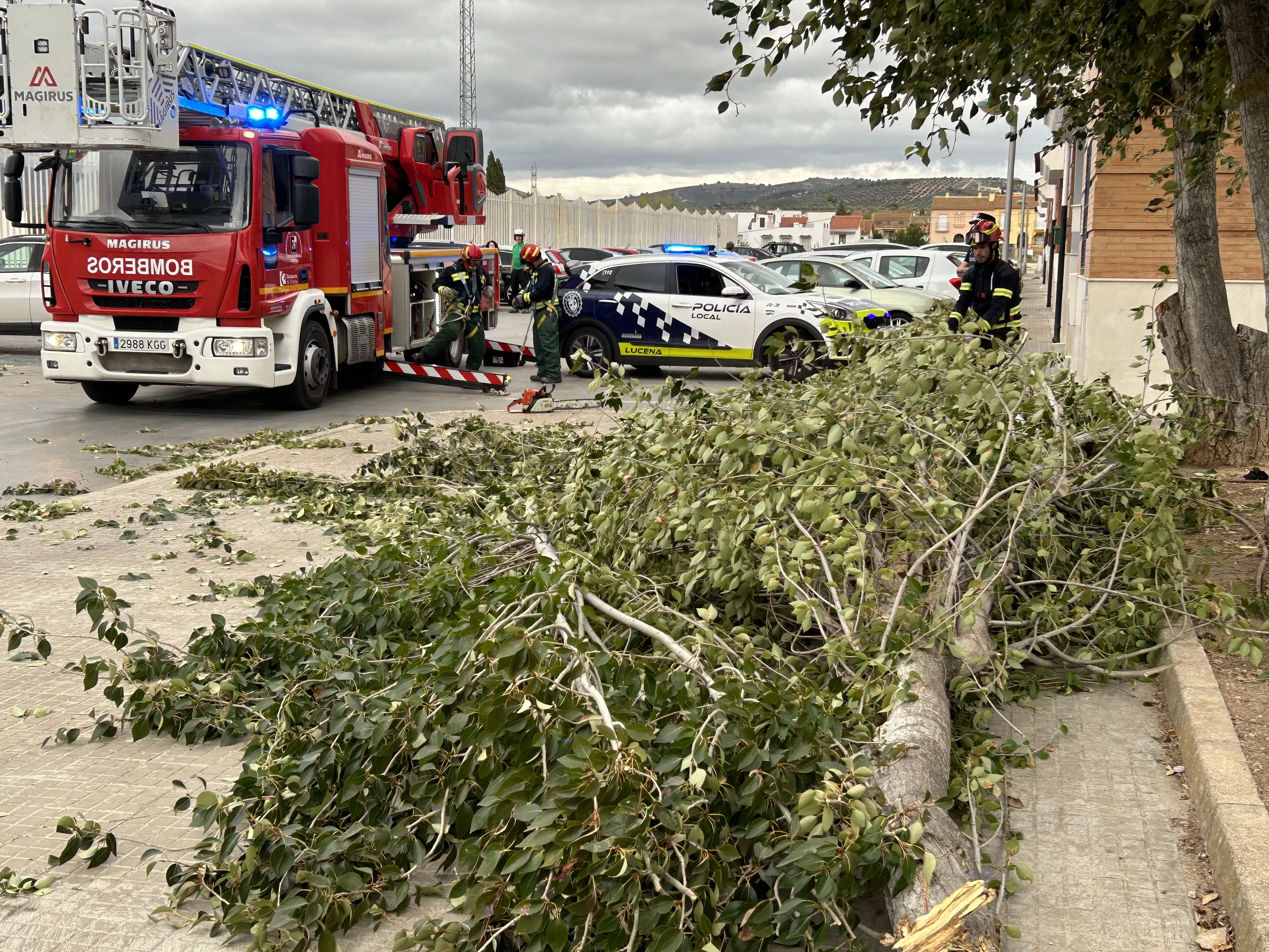 Incidencias del último temporal de viento en Lucena