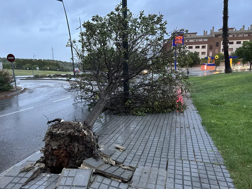 Una de las incidencias del último temporal de viento en Lucena. Archivo