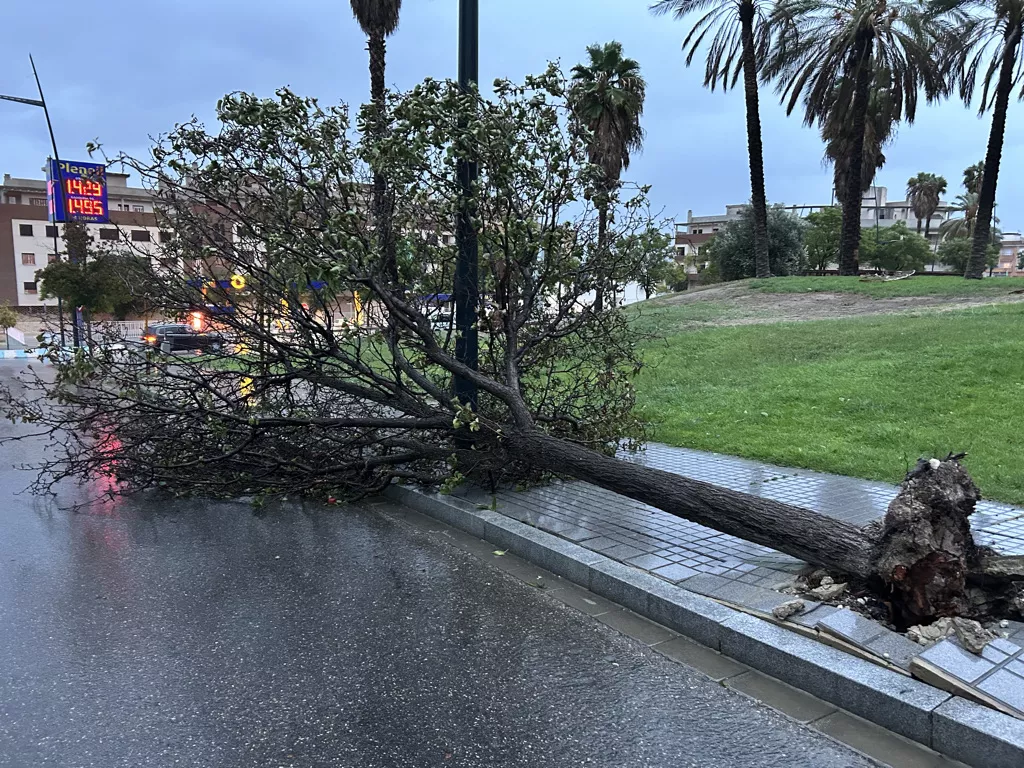 Incidencias de unos de los últimos temporales de viento en Lucena. Archivo