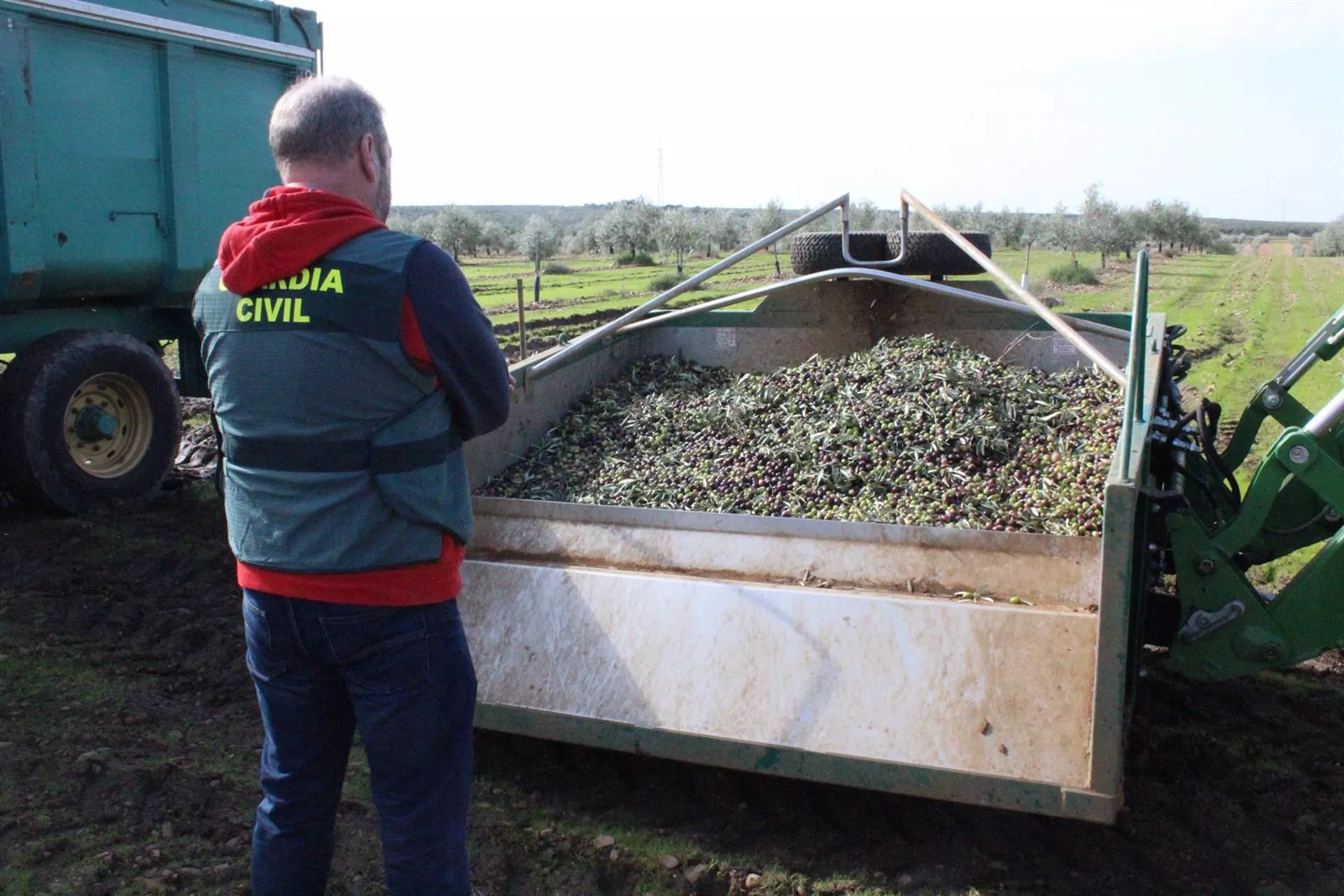 Parte de la carga de aceituna recuperada por la Guardia Civil en este operativo