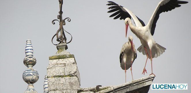  Las cigüeñas vuelven a Santiago por primavera (fotos y vídeo) 