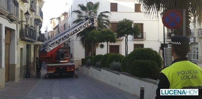  Los bomberos retiran una colmena en una palmera del llanete de Santiago 