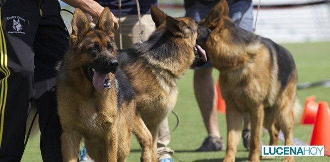  Cita con los mejores perros de la raza 'pastor alemán' en Lucena (fotos) 