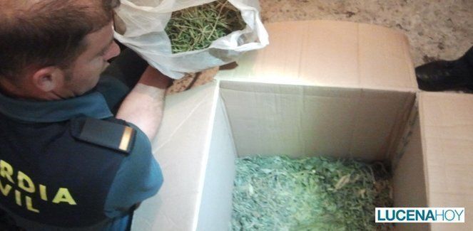  La Guardia Civil desmantela una plantación de marihuana en Rute 