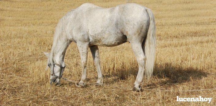  Denuncia ciudadana: Caballos 'abandonados' en nuestros campos, una práctica denunciable 