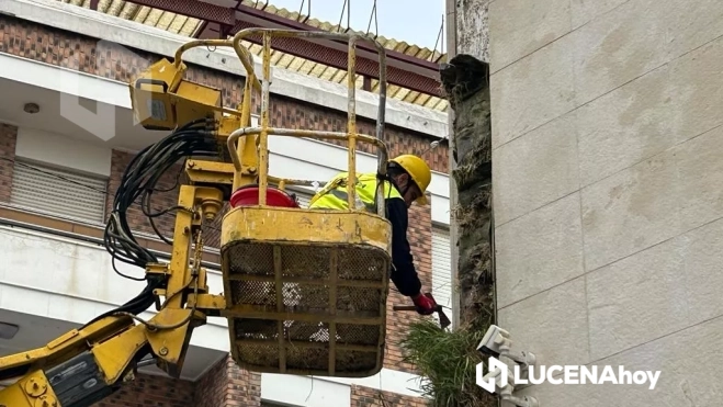 Trabajos de eliminación del jardín vertical del Ayuntamiento de Lucena