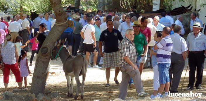  La IX Feria de Ganado Nuestra Señora del Valle reúne a mil personas en El Cascajar (fotos) 