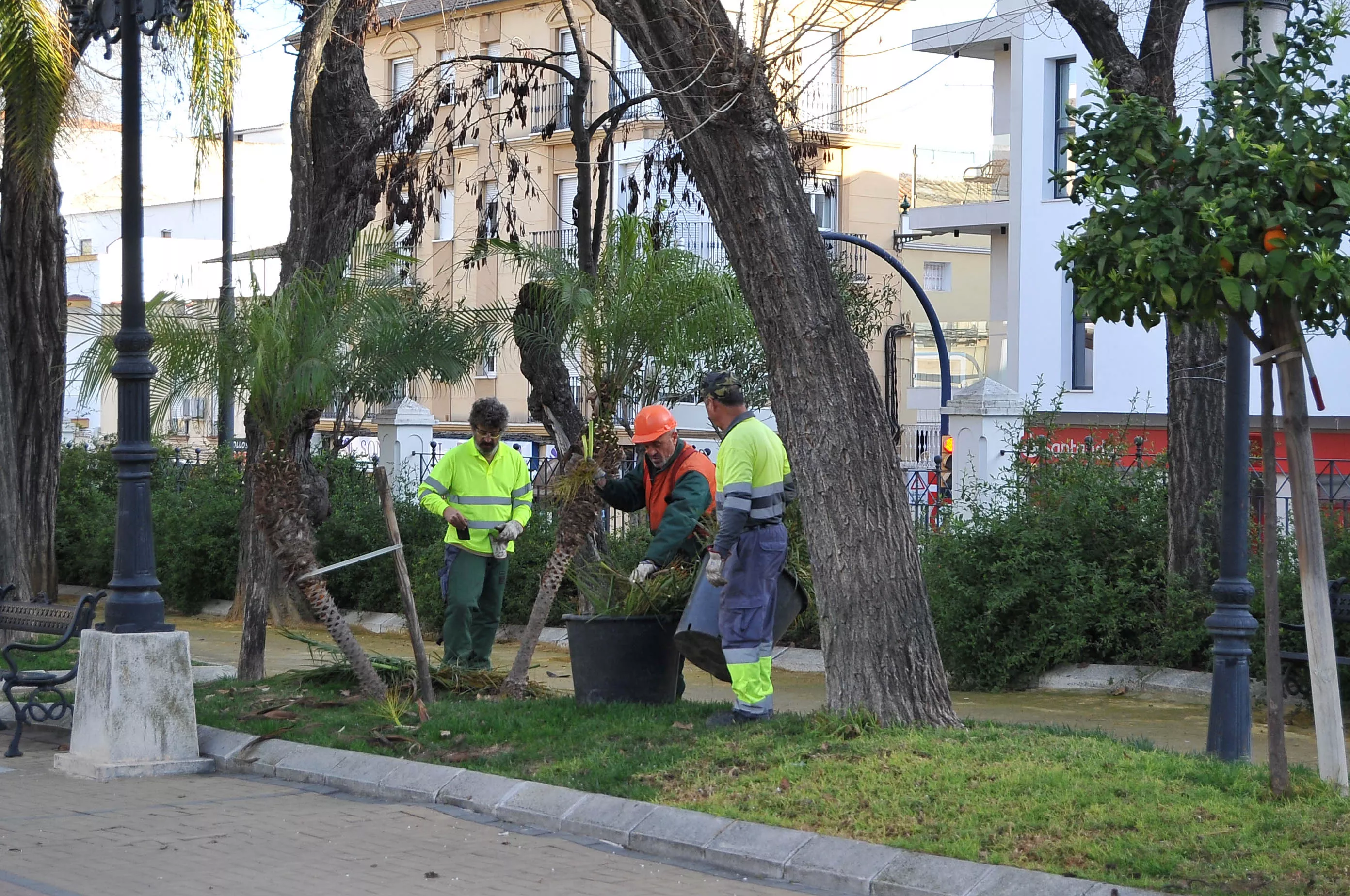 Trabajos de poda en el Paseo de Rojas, esta mañana