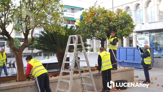 Recogida de naranja amarga en los árboles de la Plaza Nueva