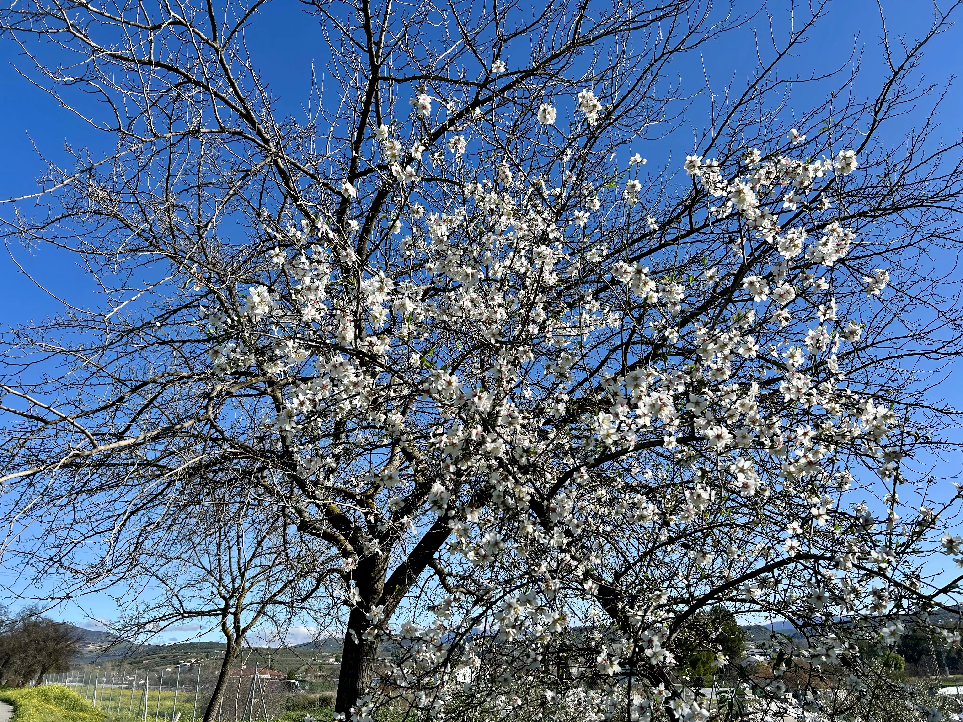 Almendros en flor en la Vía Verde