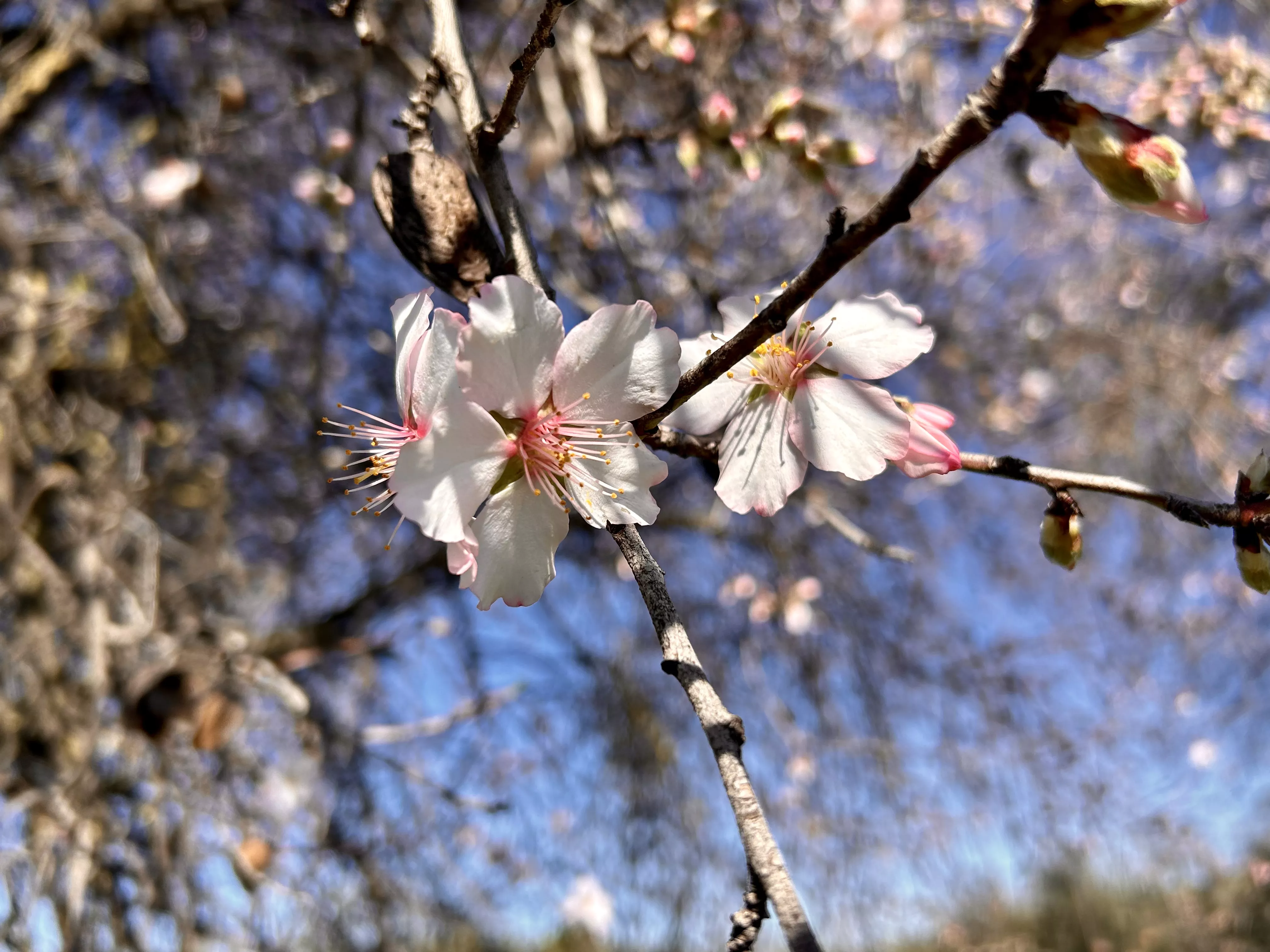 Almendros en flor en la Vía Verde