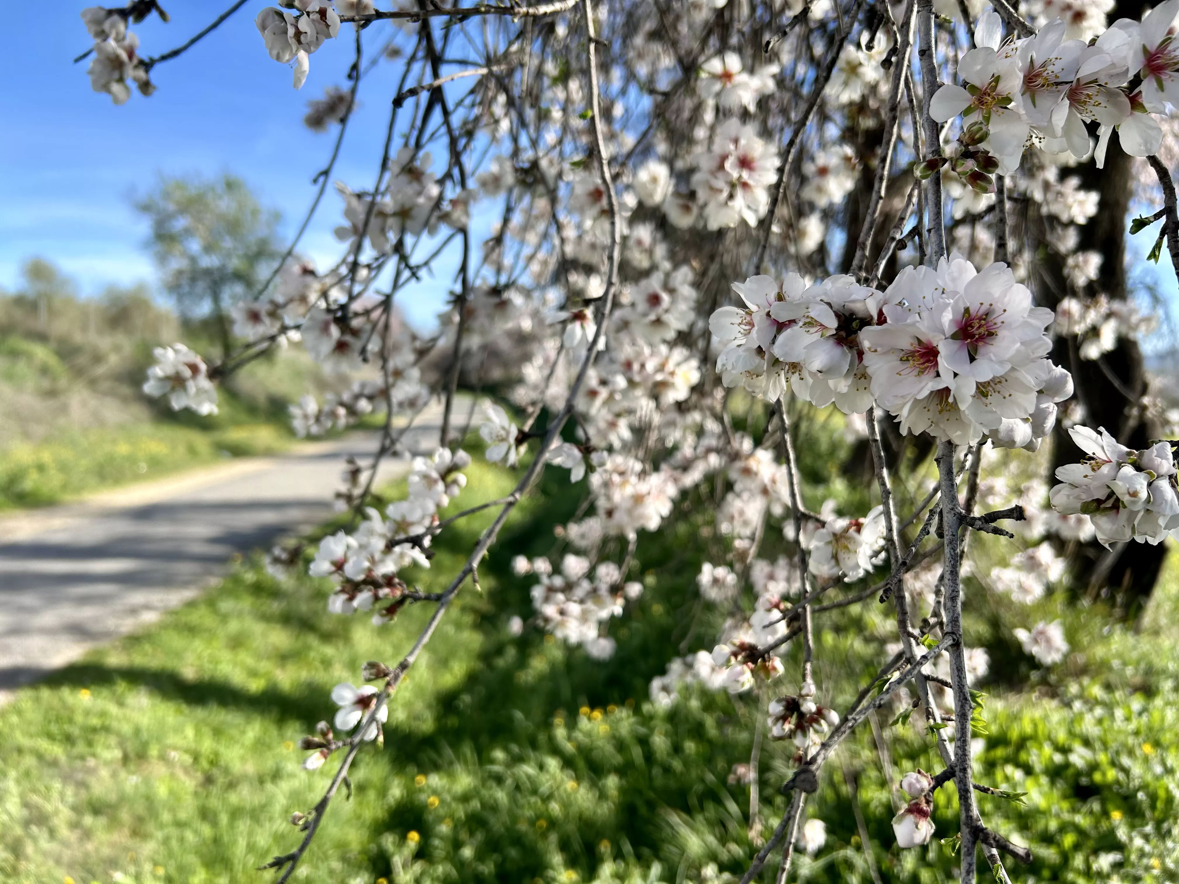 Almendros en flor en la Vía Verde